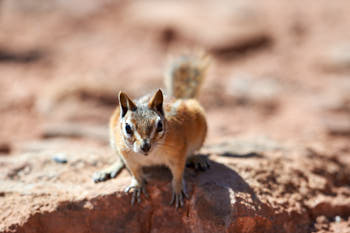 Wildlife Yellowstone<br>NIKON D4, 500 mm, 180 ISO,  1/1000 sec,  f : 5.6 